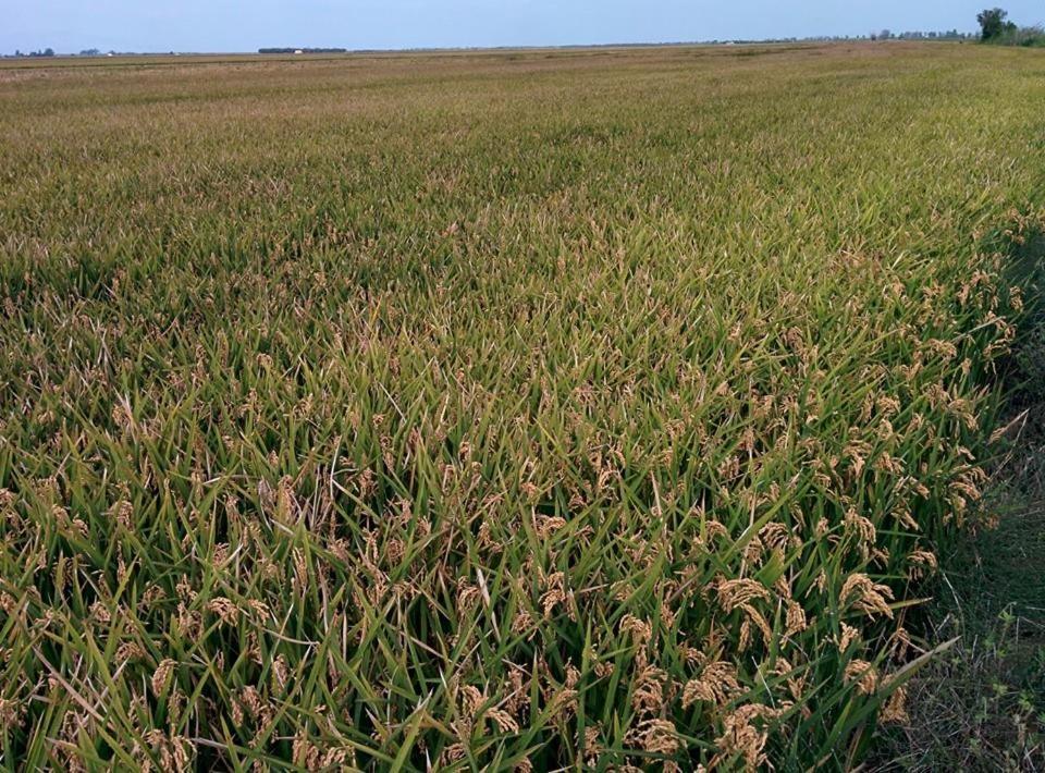 Caseta Manigotxa Deltebre Ngoại thất bức ảnh
