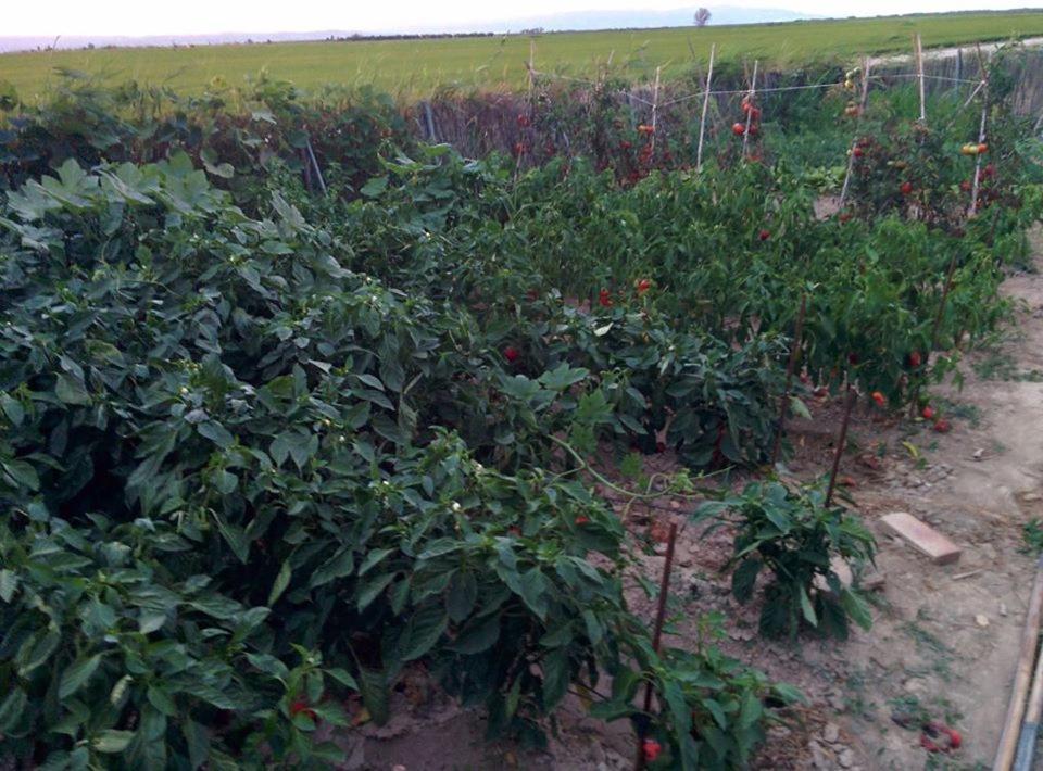 Caseta Manigotxa Deltebre Ngoại thất bức ảnh