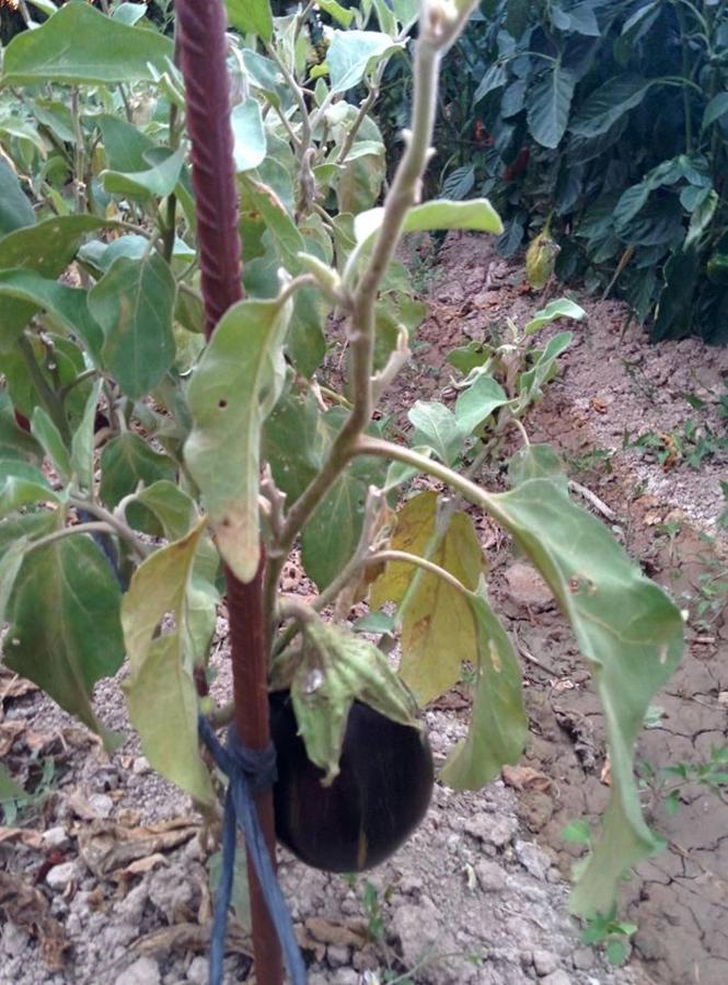 Caseta Manigotxa Deltebre Ngoại thất bức ảnh