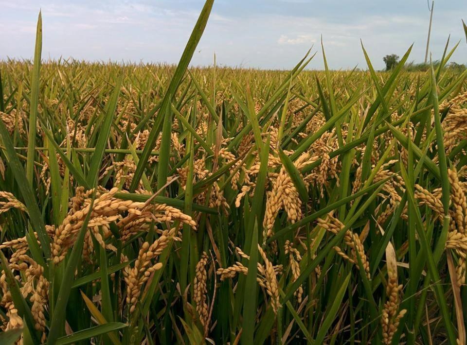 Caseta Manigotxa Deltebre Ngoại thất bức ảnh