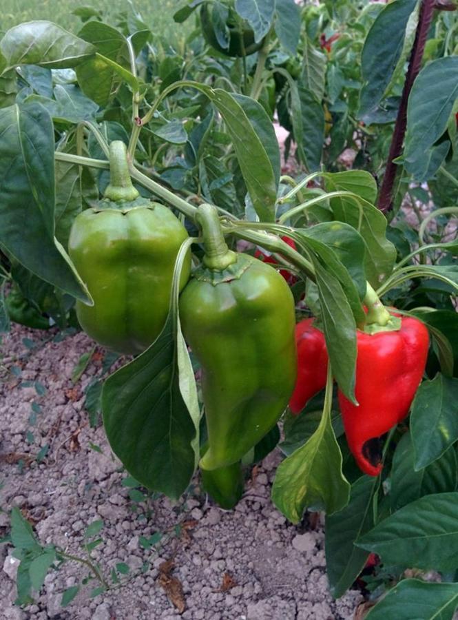 Caseta Manigotxa Deltebre Ngoại thất bức ảnh