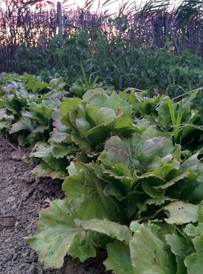 Caseta Manigotxa Deltebre Ngoại thất bức ảnh